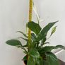 Peace lily house plant Image 2