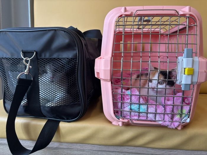AniOne Open Top Cat Carrier XS