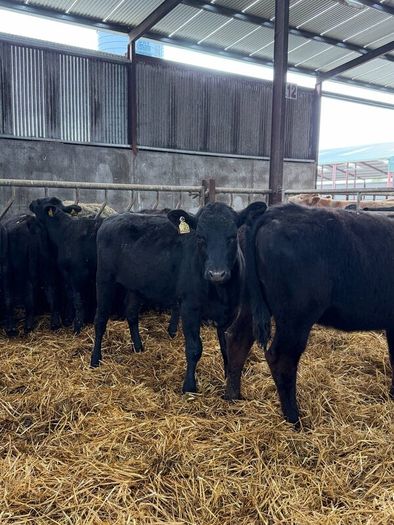 15 super Aberdeen Angus heifers