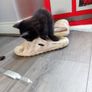 Kittens Image 6