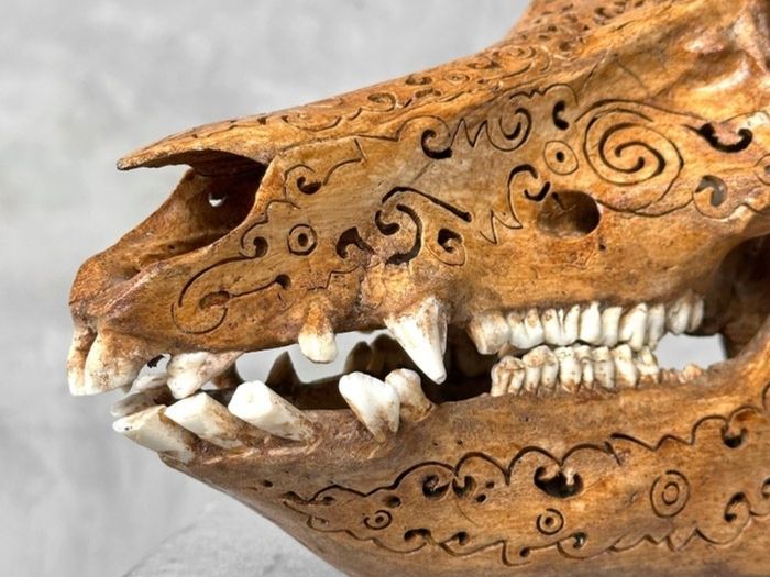 Authentic Hand Carved Wild Boar Skull - Bone