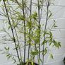 bamboo tree Image 4
