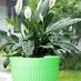 @flowerpot