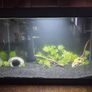 fish tank Image 3