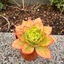 plant Image 3