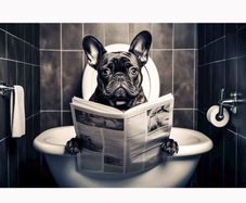 Funny Bulldog Glass Wall Art Brand New