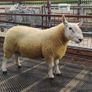 Pure Bred Cheviot Ram Shearling Image 7
