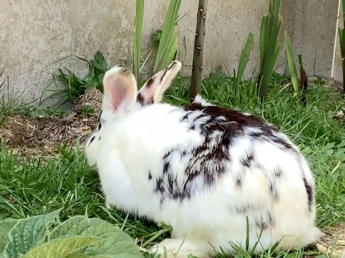 rabbit adoption