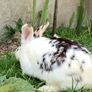 rabbit adoption Image 2