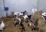 Pigmy goats