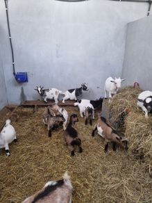 Pigmy goats