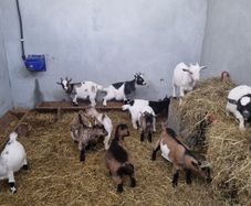 Pigmy goats