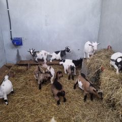 Pigmy goats