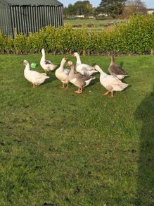 Goose eggs
