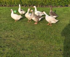 Goose eggs