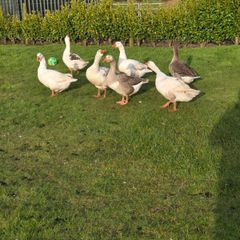 Goose eggs