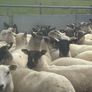 Good Quality Organic Hogget Sheep Image 5