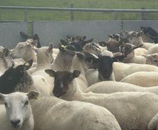 Good Quality Organic Hogget Sheep