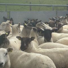 Good Quality Organic Hogget Sheep