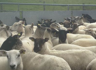 Good Quality Organic Hogget Sheep