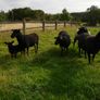 Black Sheep , Hoggets . Breeding Sheep . Image 3