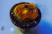 Cornbread Fireworks Chalice
