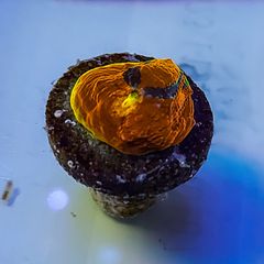 Cornbread Fireworks Chalice