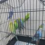 bird cage Image 5