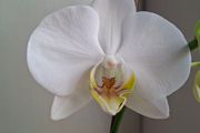 White Phalaenopsis Orchid - Healthy &amp; Blooming