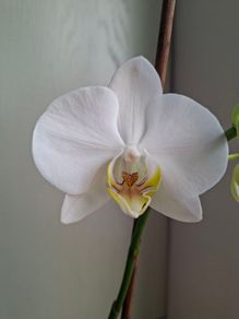 White Phalaenopsis Orchid - Healthy & Blooming
