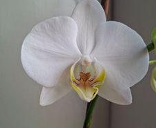 White Phalaenopsis Orchid - Healthy & Blooming