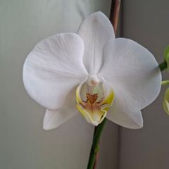 White Phalaenopsis Orchid - Healthy & Blooming