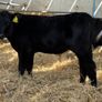Aberdeen Angus Bulls Image 6