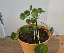Pilea Peperomioides (Chinese Money Plant)