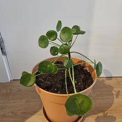 Pilea Peperomioides (Chinese Money Plant)