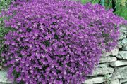 (A) Aubrieta Cascade Purple seeds 0.1g (431946)