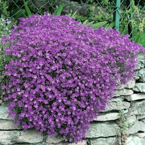 (A) Aubrieta Cascade Purple seeds 0.1g (431946)