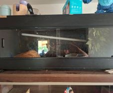reptile tank