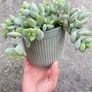 plant Image 2