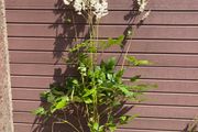 Tall Astilbe