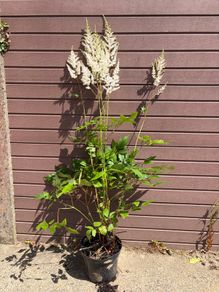 Tall Astilbe