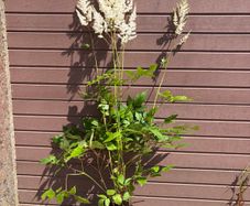 Tall Astilbe