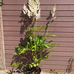 Tall Astilbe