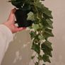Artificial plants Image 4