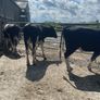 Friesian bulls Image 6