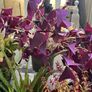 11 healthy Plants, Lucan Image 6