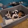 Dog Kennel Image 4