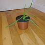 Ultimate Plant Lover's Bundle, Swiss Cheese and Aloe Vera Image 8