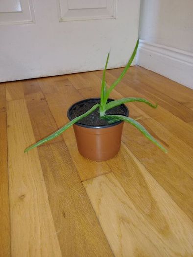 Ultimate Plant Lover's Bundle, Swiss Cheese and Aloe Vera