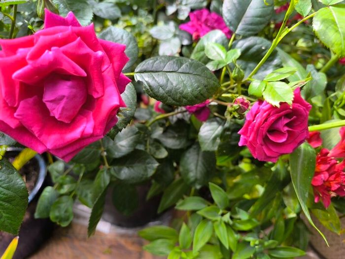 garden plants